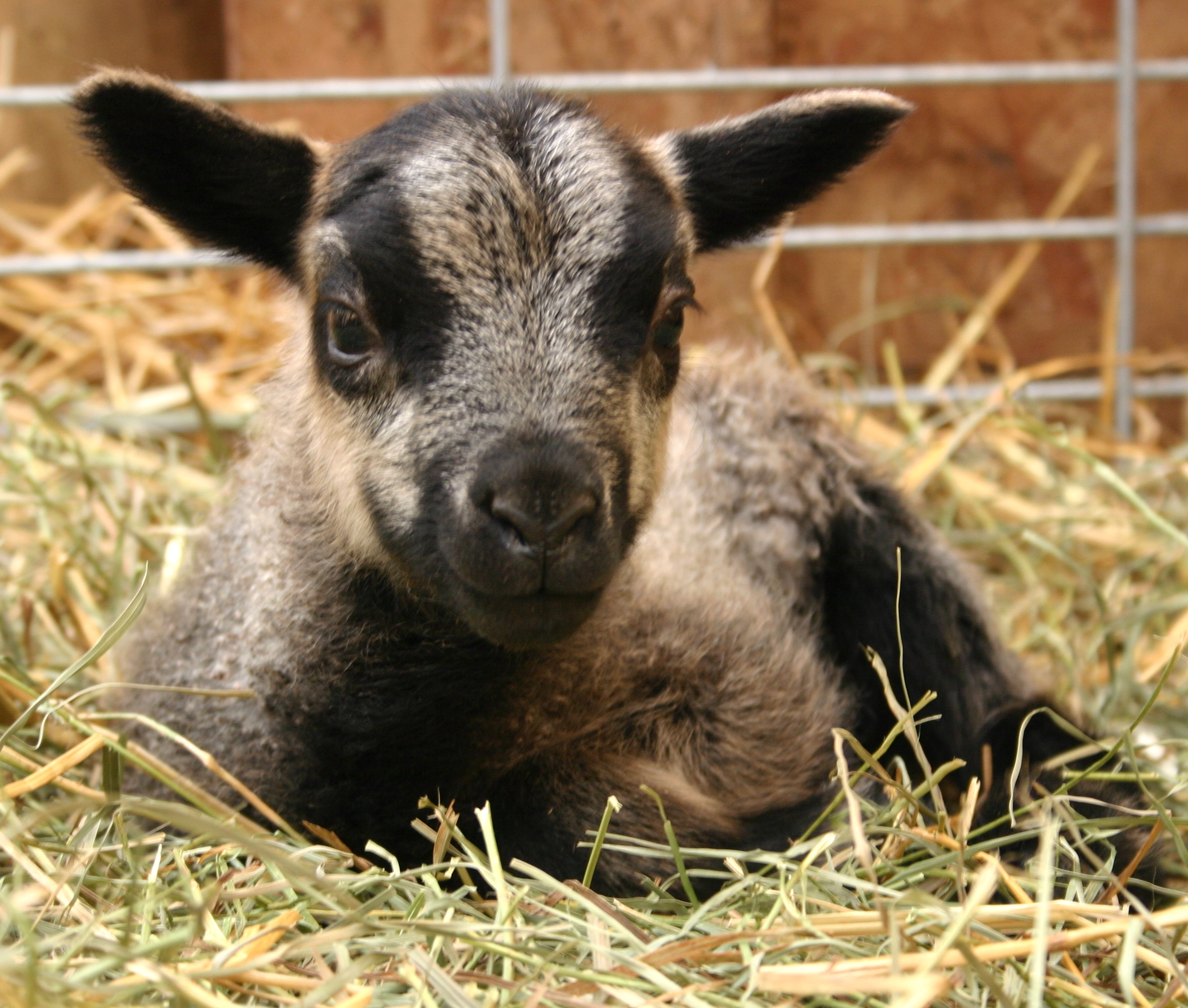 Shetland Rearing Manitoba Shetland Sheep Project – raising registered Shetlands on the ...